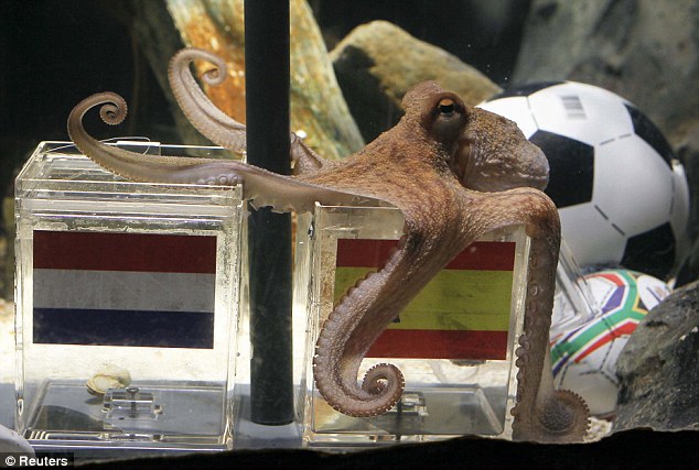paul the octopus